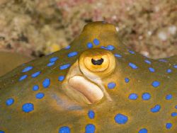 Blue Spotted Stingray - Bam Island, Papua New Guinea. Oly... by Jan Messersmith 
